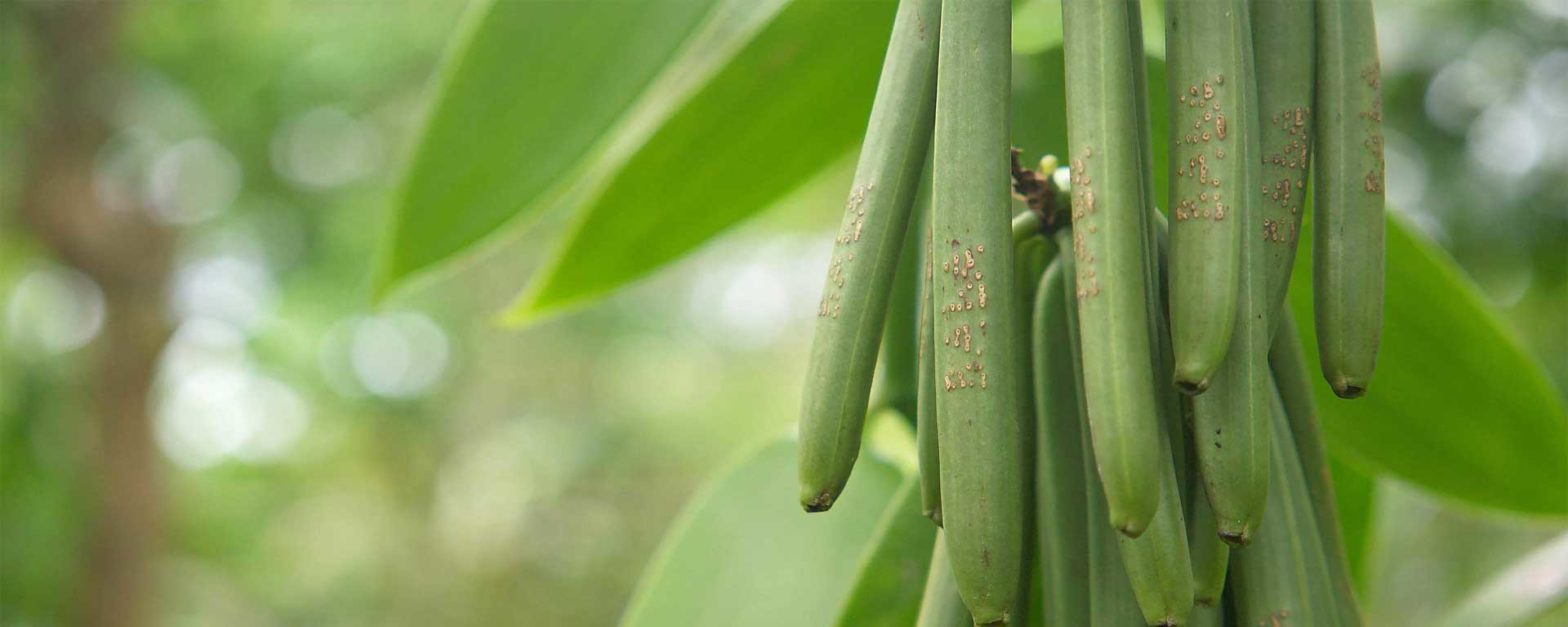Vanille de madagascar