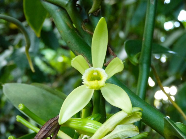 fleur de vanille