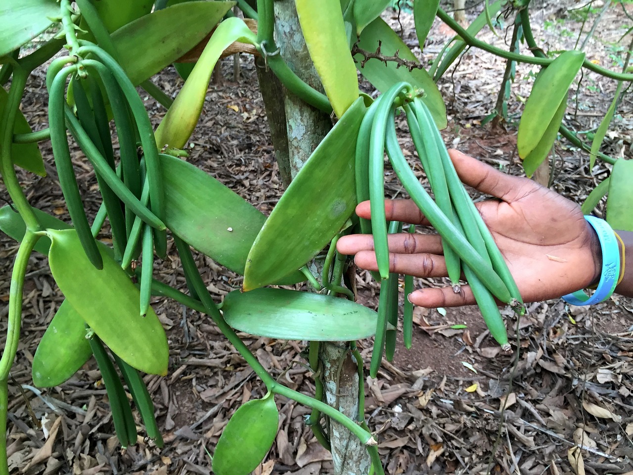 Plantation de vanille