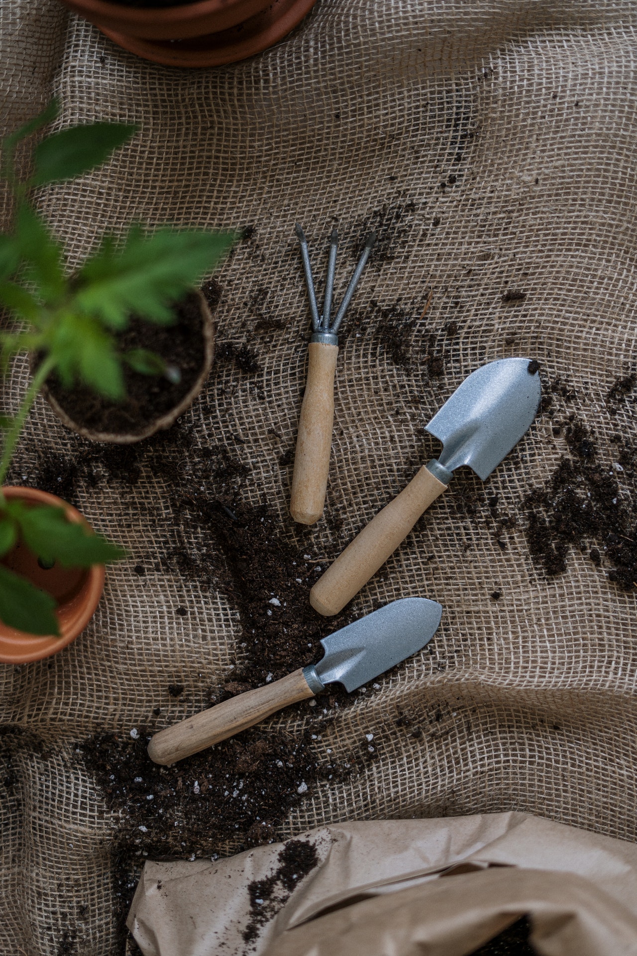 Plantation vanille
